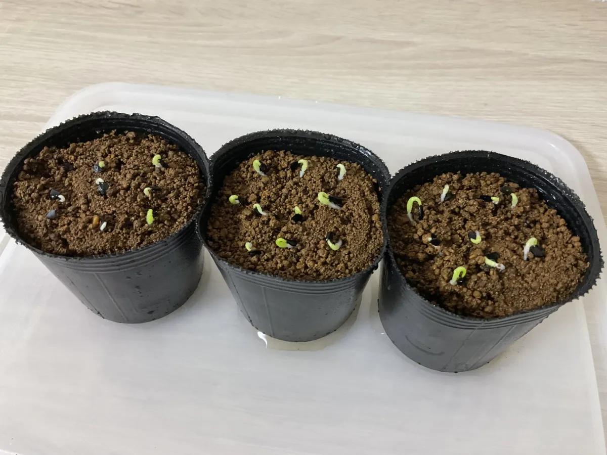 Agave titanota 'Blue' (アガベ チタノタブルー)