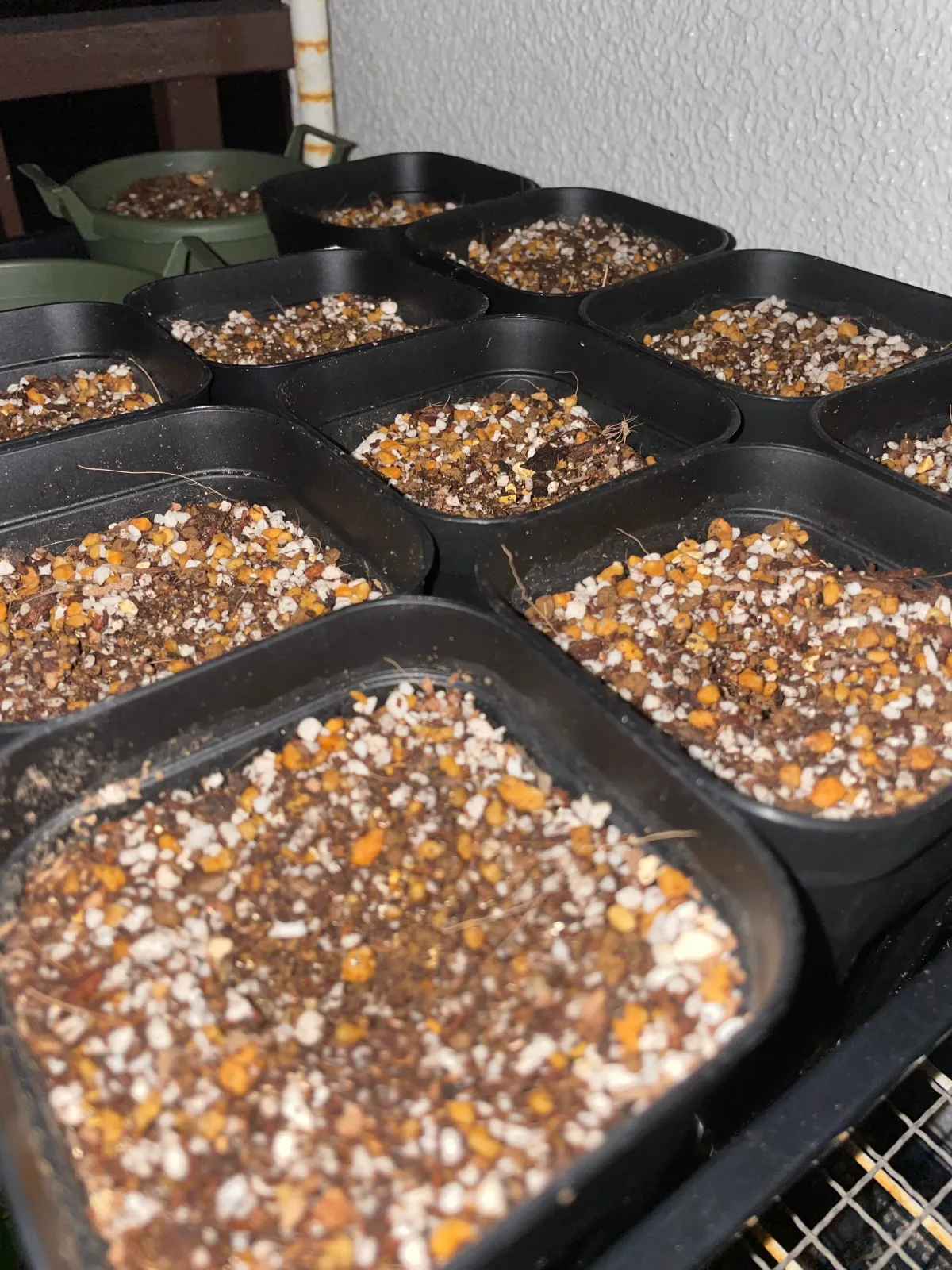 Dioon edule (ディオーン エデューレ)