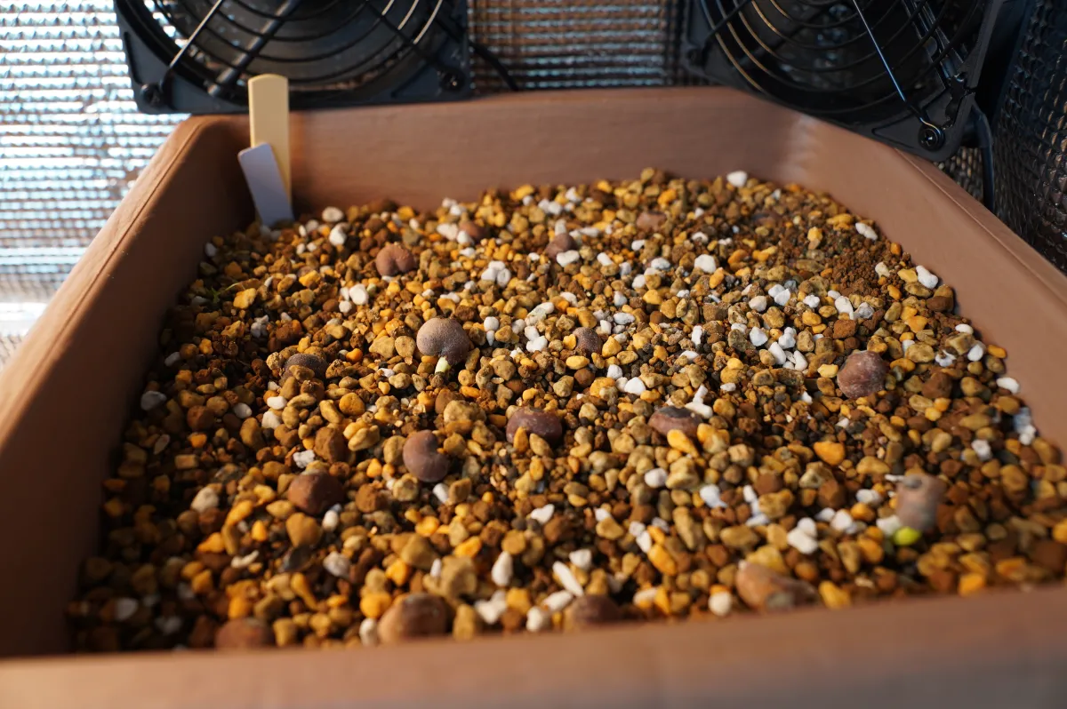 Adansonia digitata (アダンソニア（バオバブ） ディギタータ)