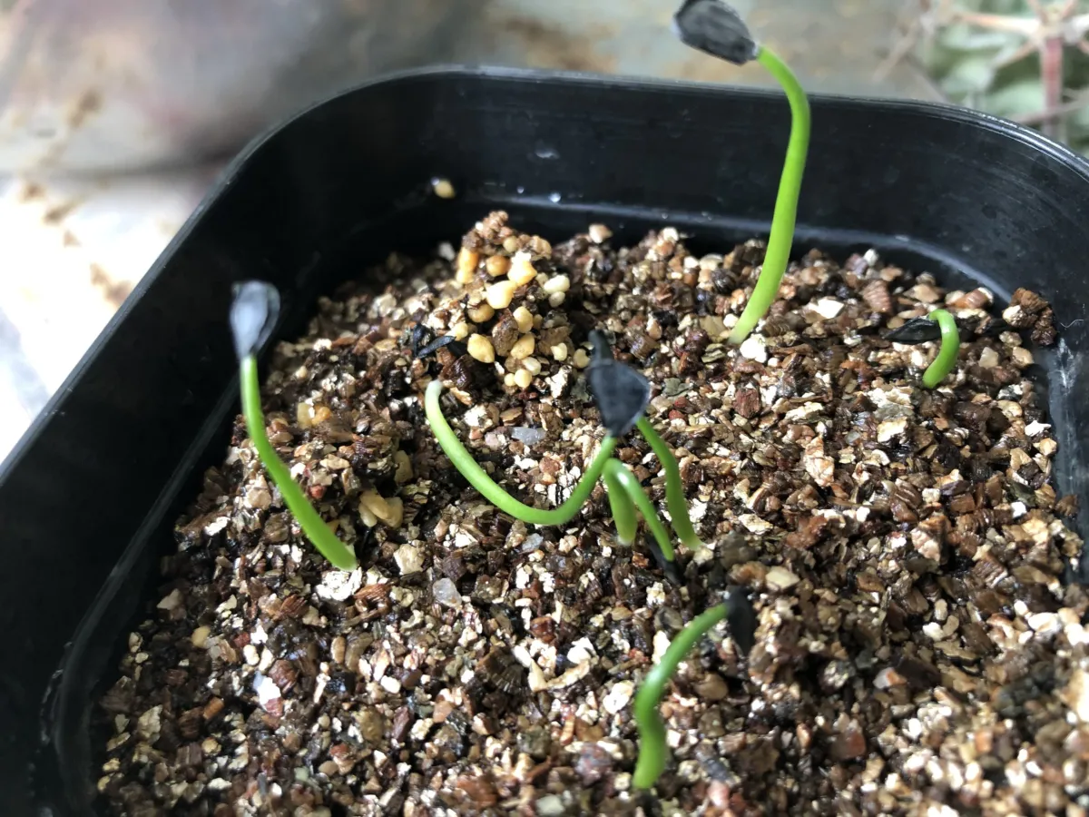 Agave parryi var. couesii (アガベ コウエシー)