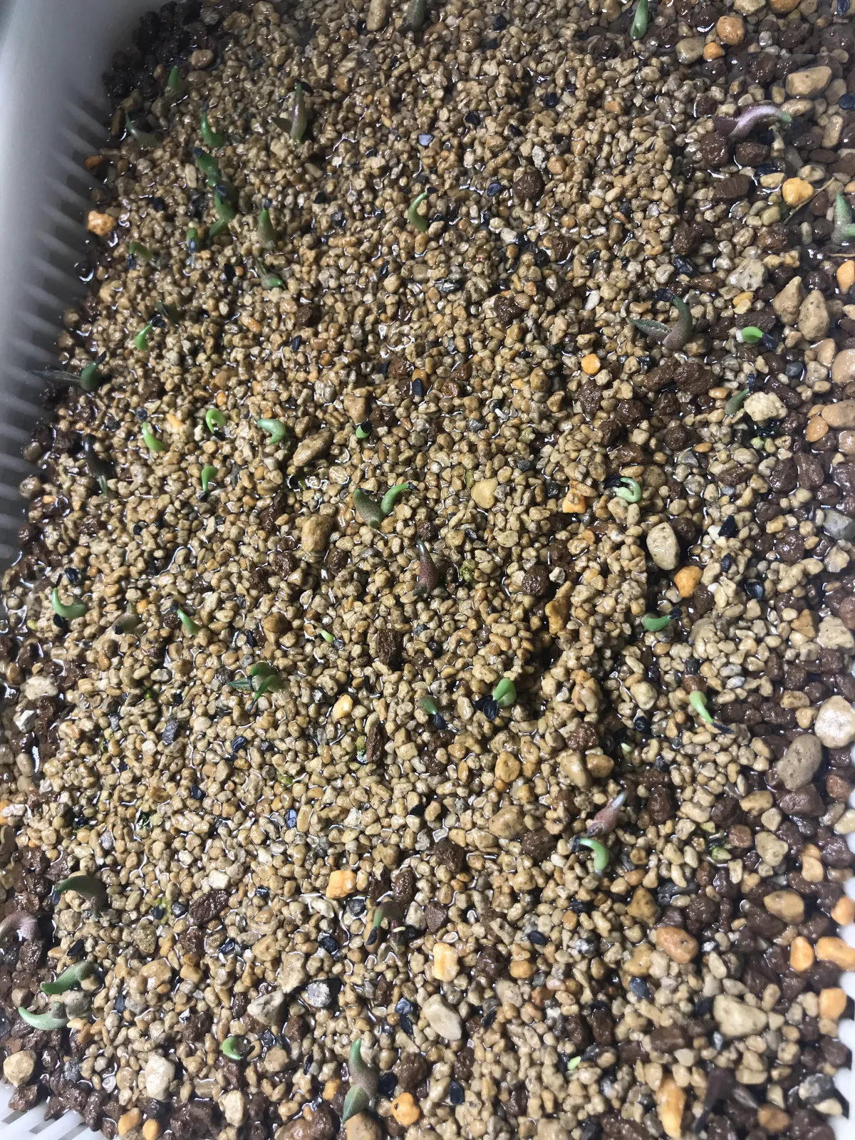 Agave oteroi (アガベ オテロイ)