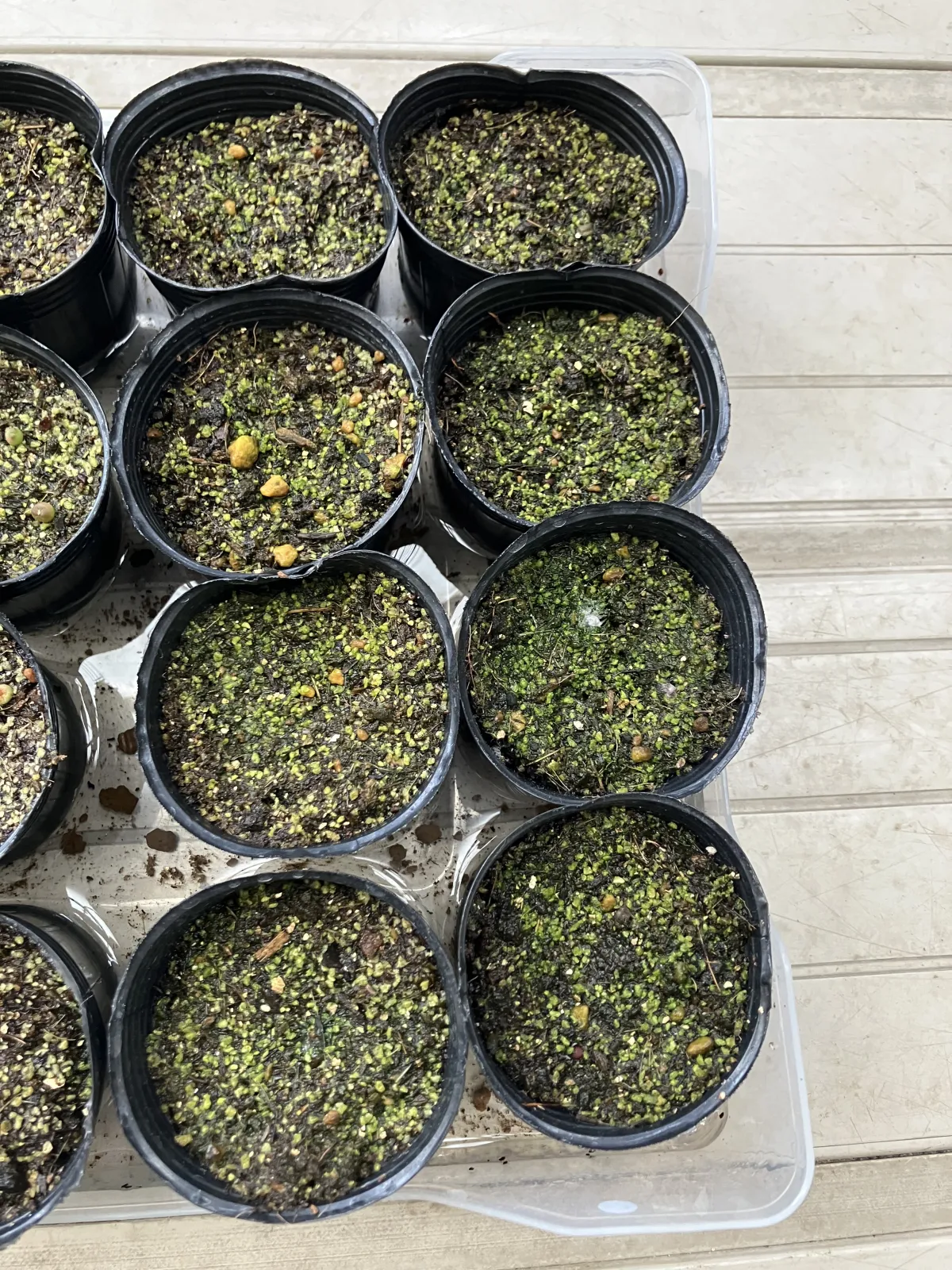 Dasylirion longissimum var. longissimum (ダシリリオン ロンギシマム)