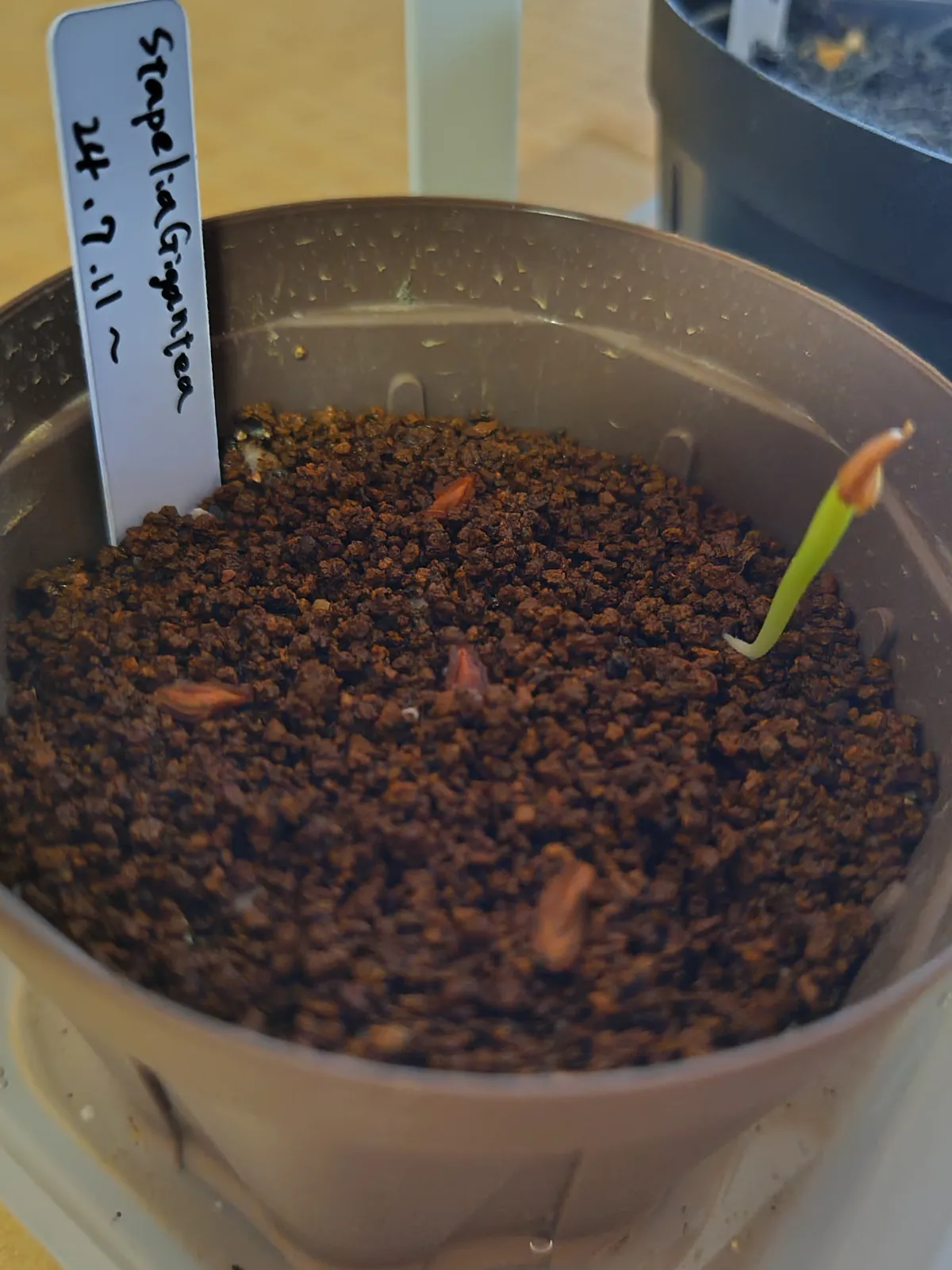 Stapelia gigantea (スタペリア ギガンテア)