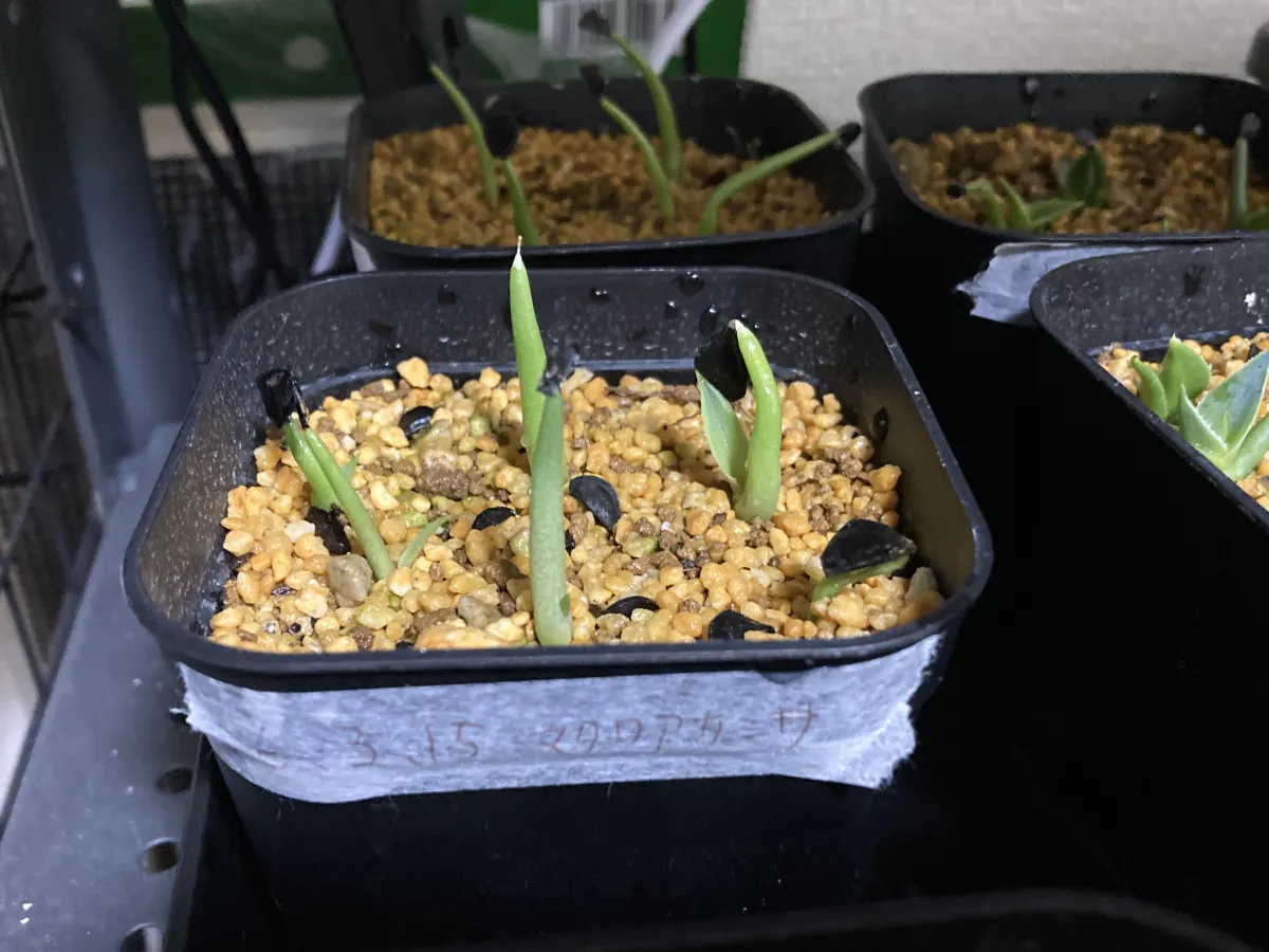 Agave macroacantha (アガベ マクロアカンサ 八荒殿)