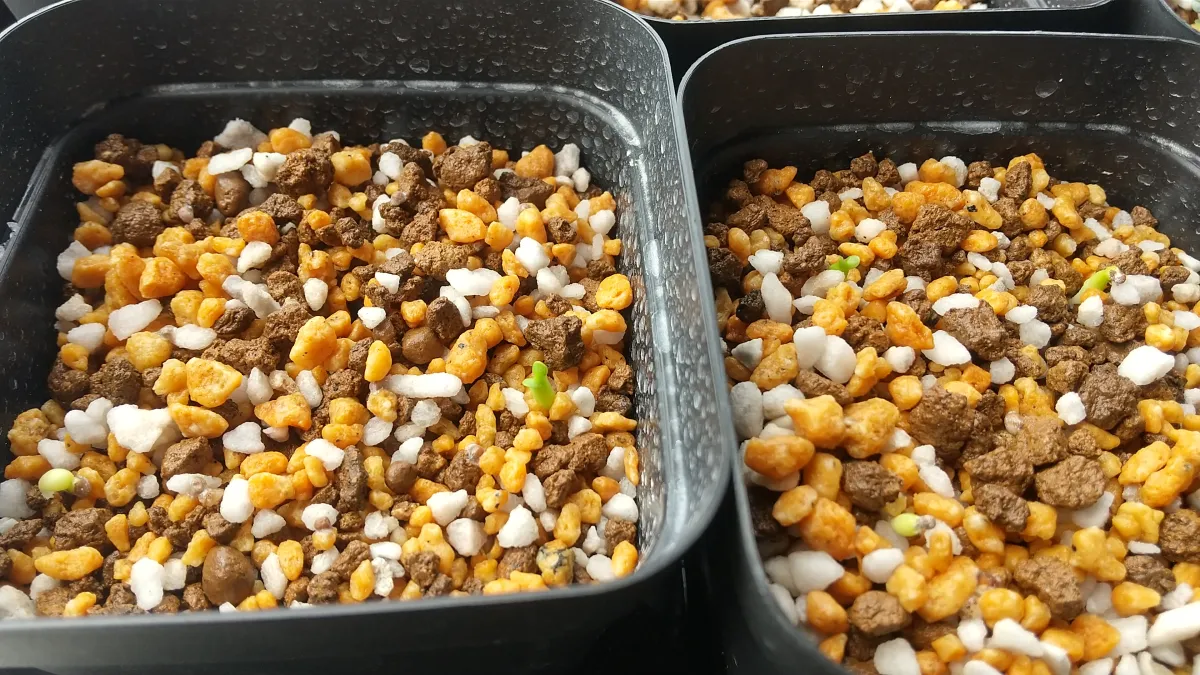 Euphorbia stellata (ユーフォルビア ステラータ 飛竜)