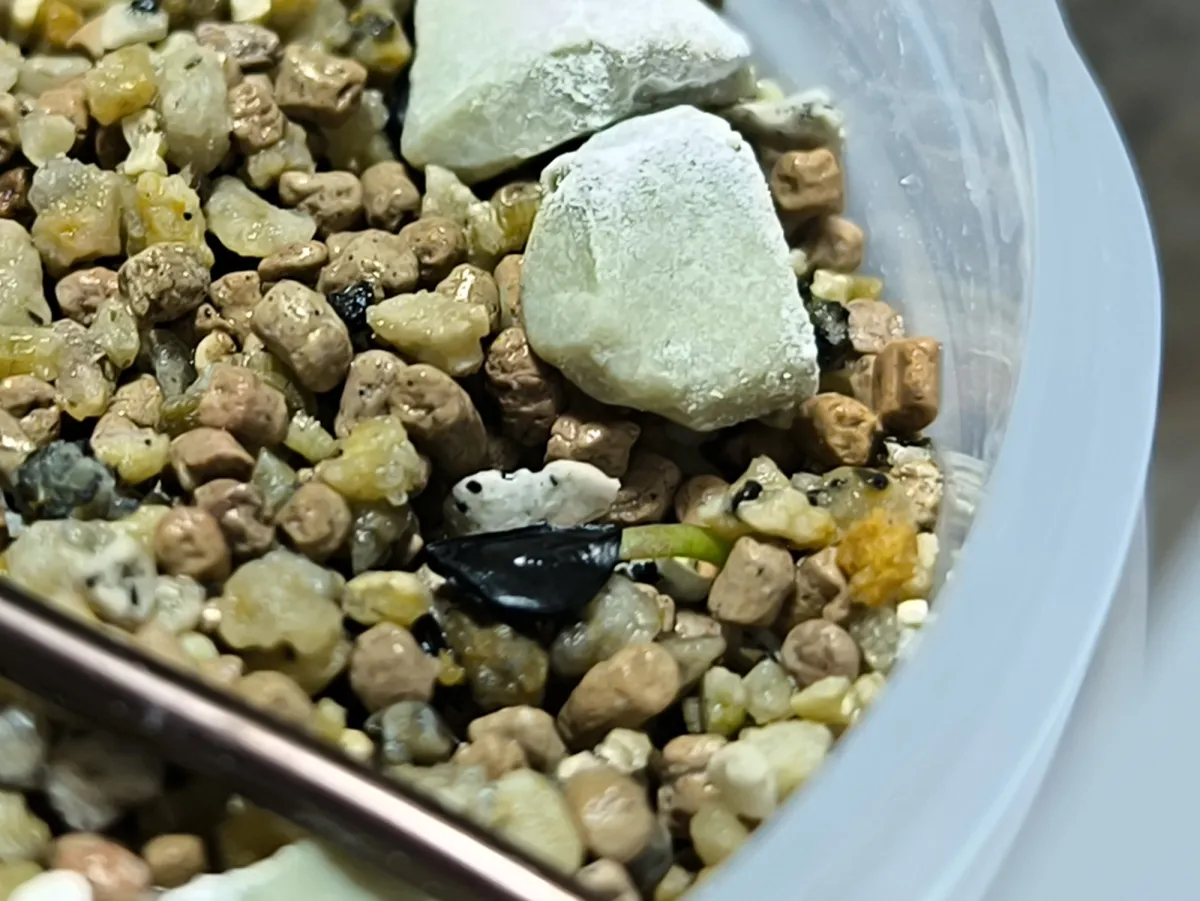 Agave potatorum Dwarf (アガベ ポタトラムドワーフ)