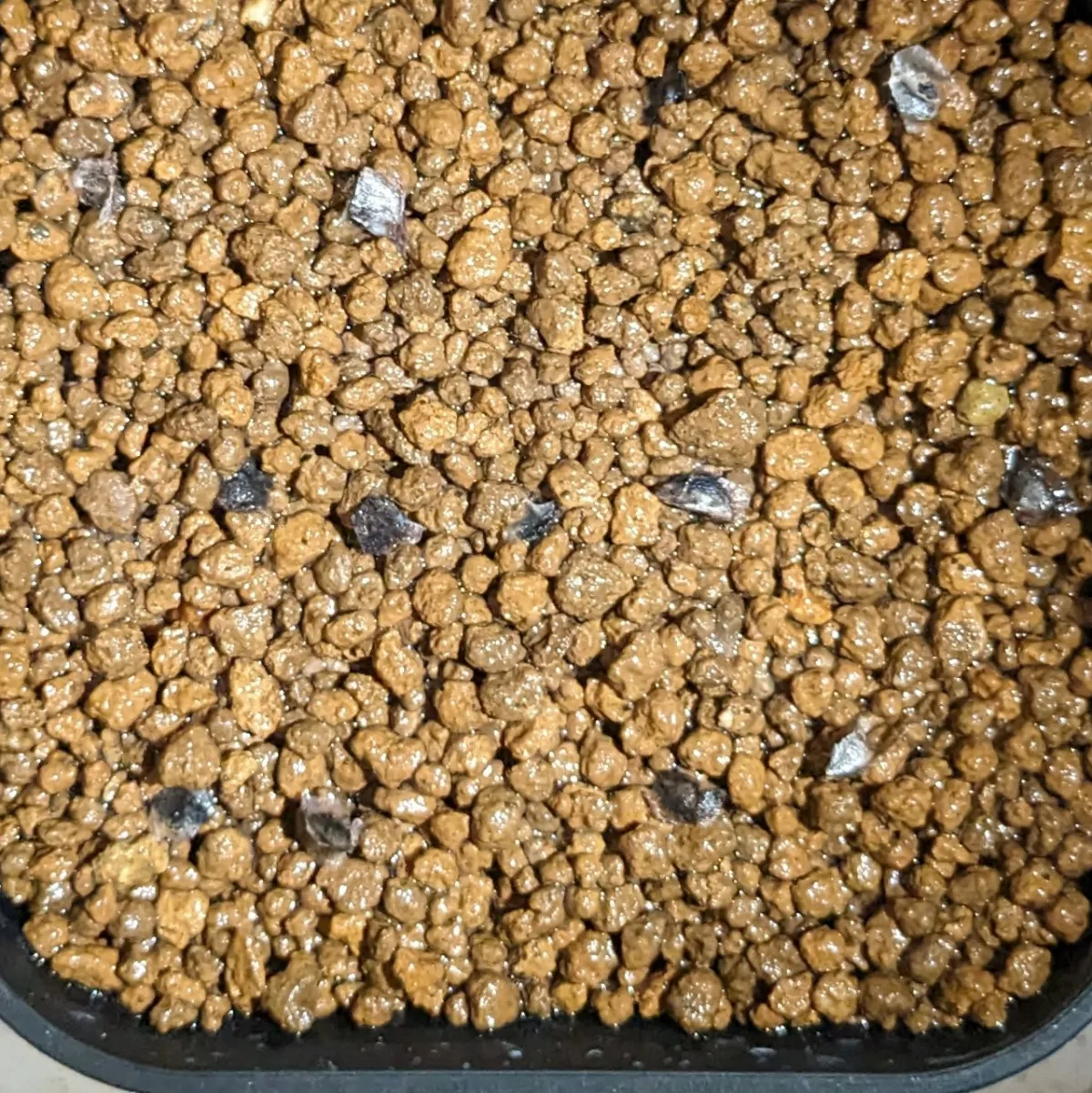 Aloe elegans 'Orange' (アロエ エレガンス)