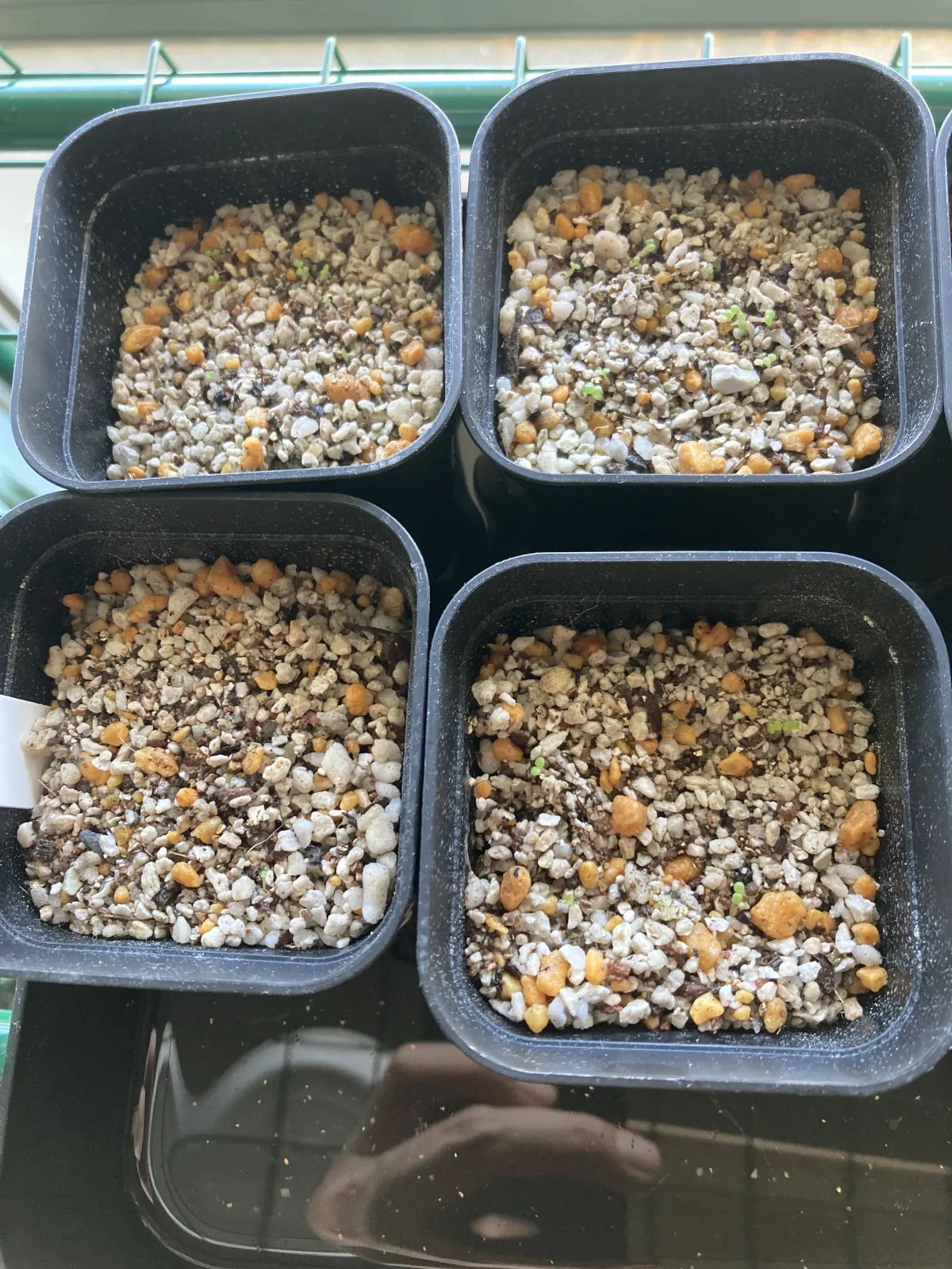 Dudleya attenuata ssp. attenuata (ダドレヤ アテナータ)