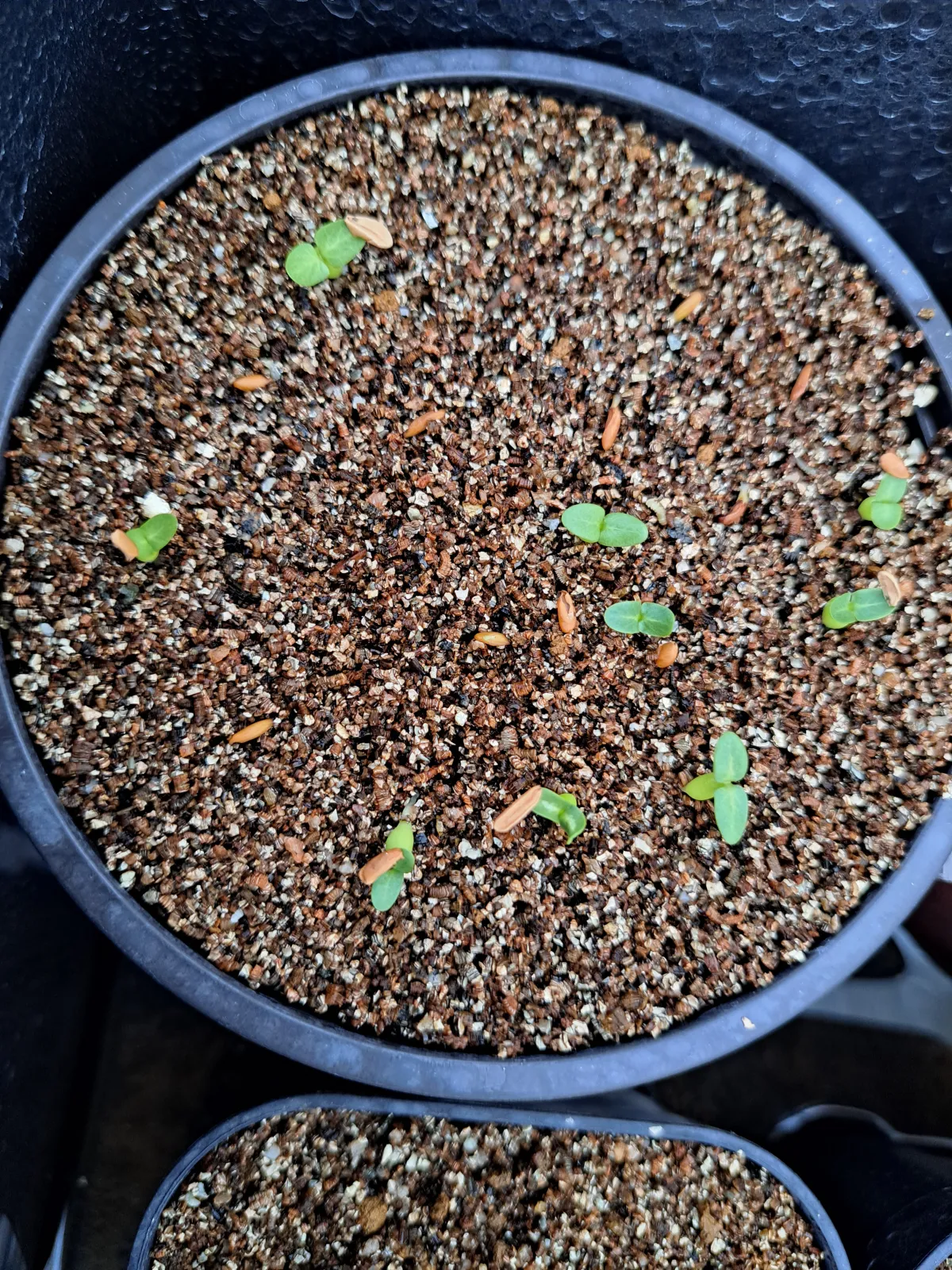 Pachypodium brevicaule subsp. leucoxanthum (パキポディウム レウコキサンツム)