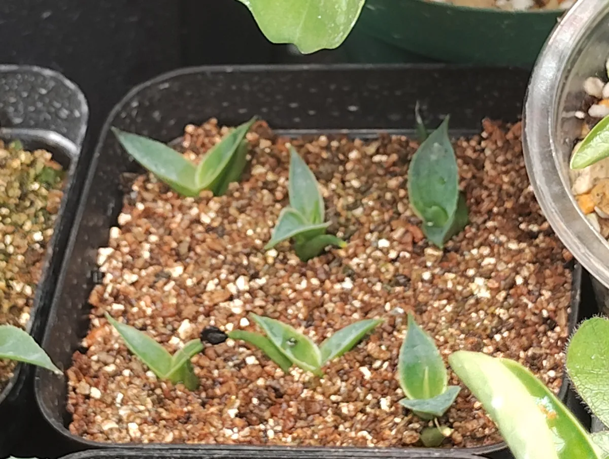 Agave utahensis var. eborispina (アガベ エボリスピナ)