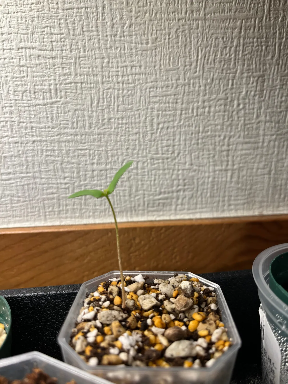 Operculicarya decaryi (オペルクリカリア デカリー)