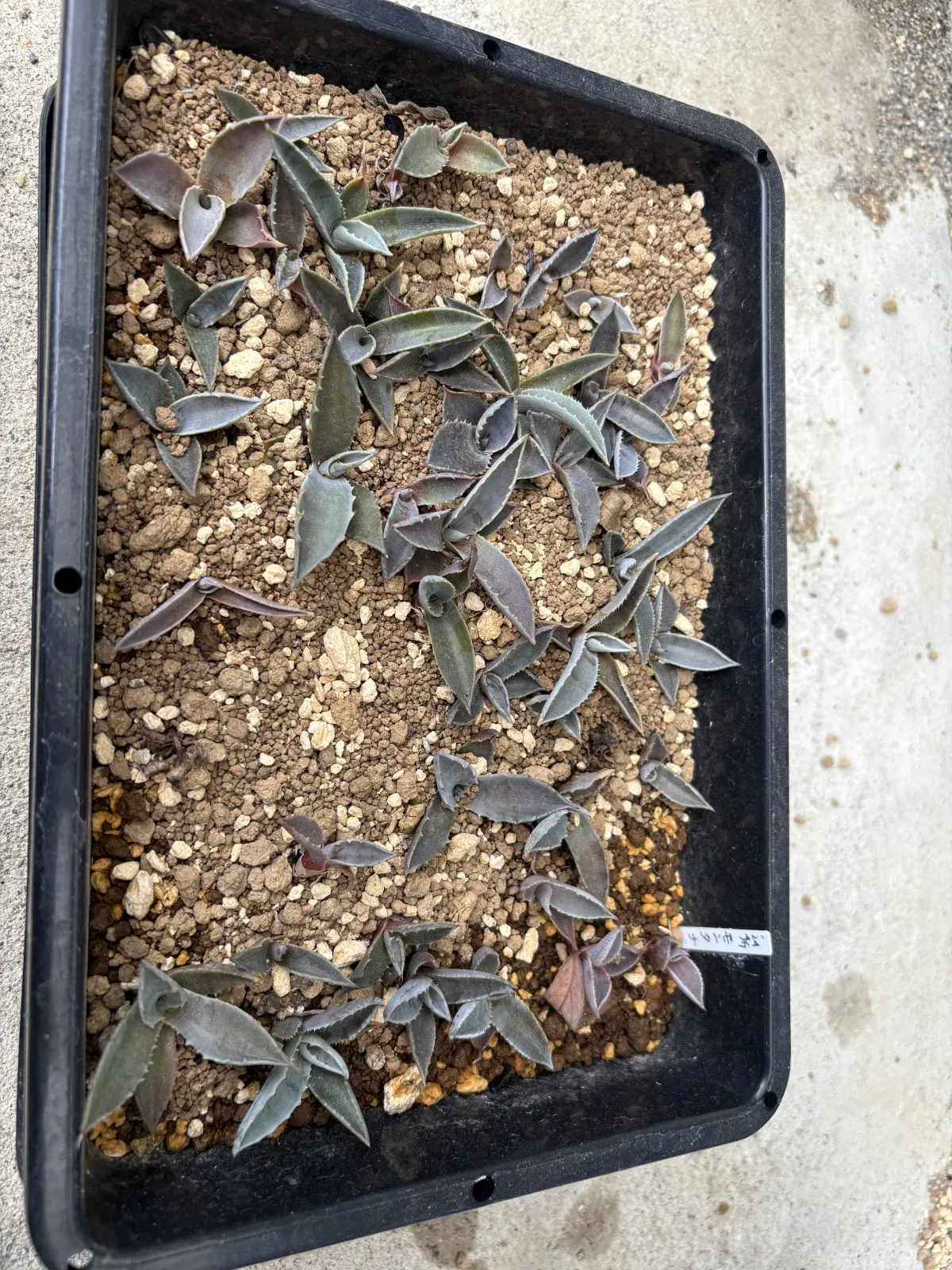 Agave montana (アガベ モンタナ)