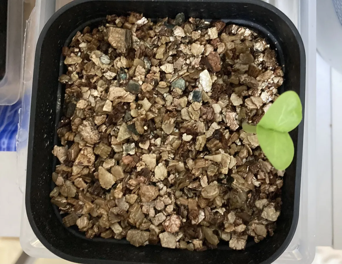 Pachypodium saundersii (パキポディウム サンデルシー 白馬城)