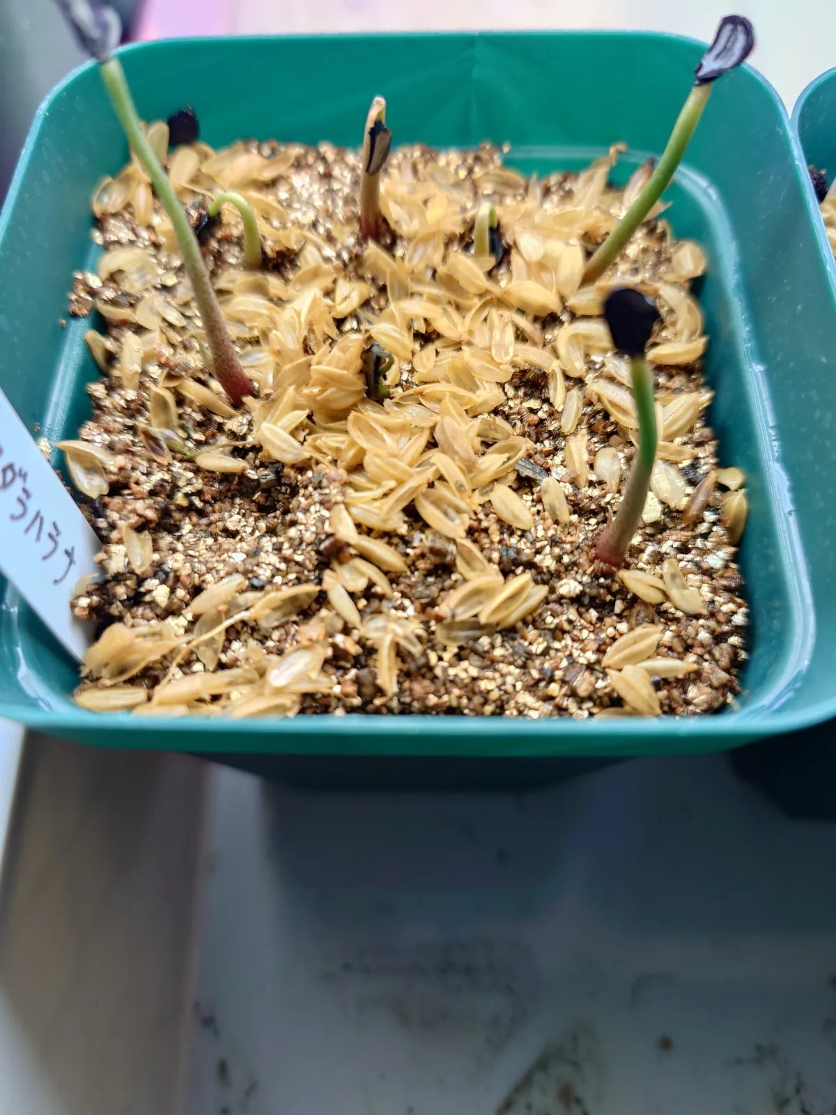 Agave guadalajarana (アガベ グアダラハラナ)