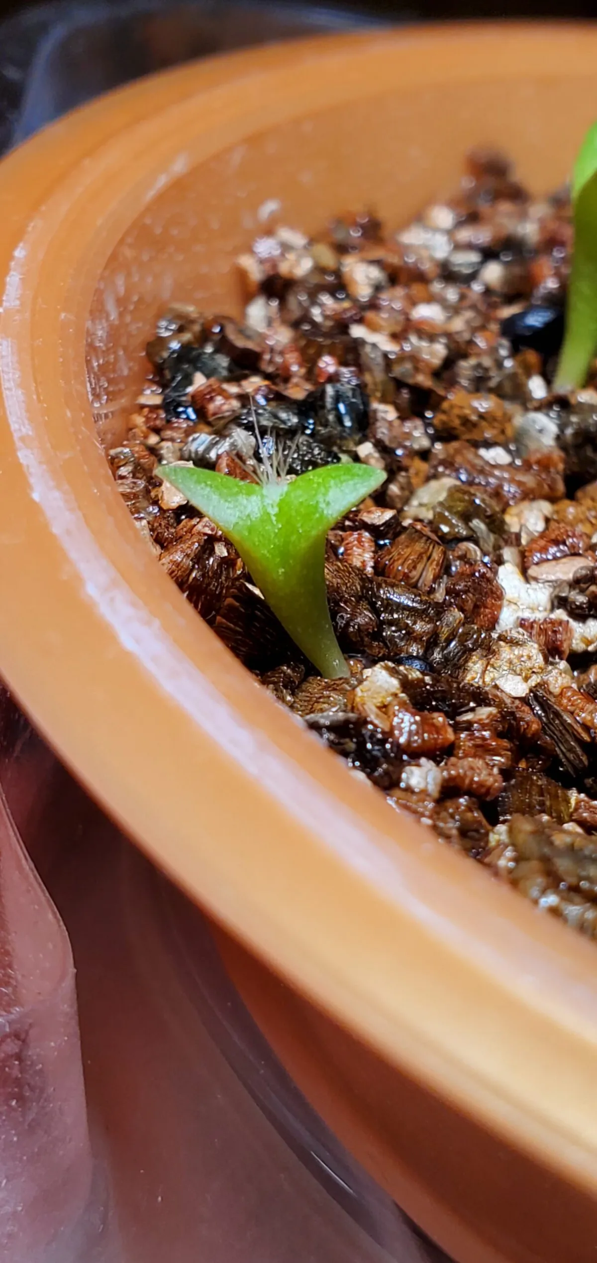 Pachycereus marginatus (パキセレウス 白雲閣)