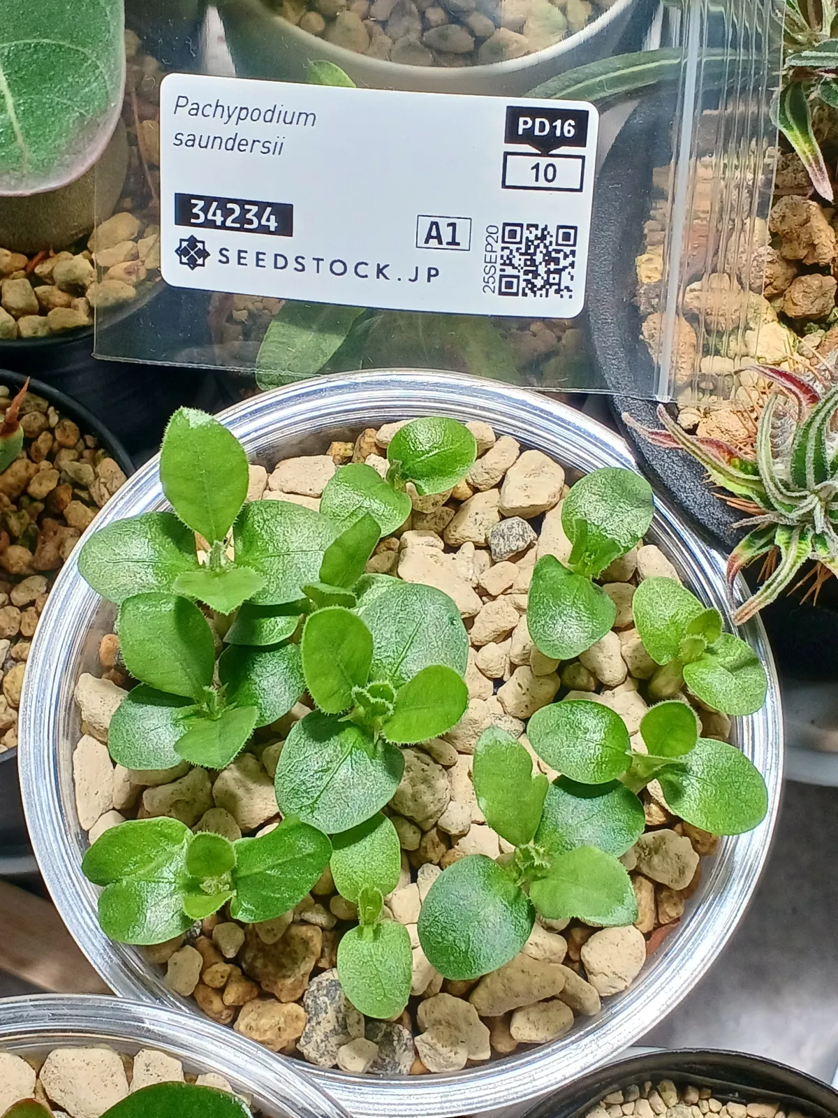 Pachypodium saundersii (パキポディウム サンデルシー 白馬城)