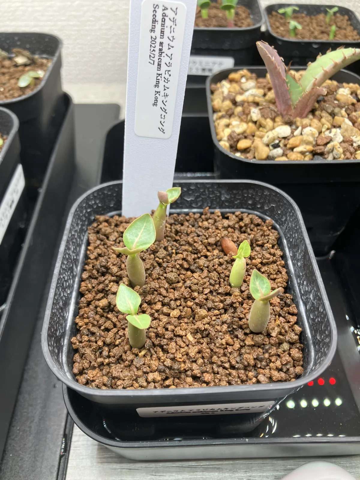 Adenium arabicum King Kong (アデニウム アラビカム キングコング)