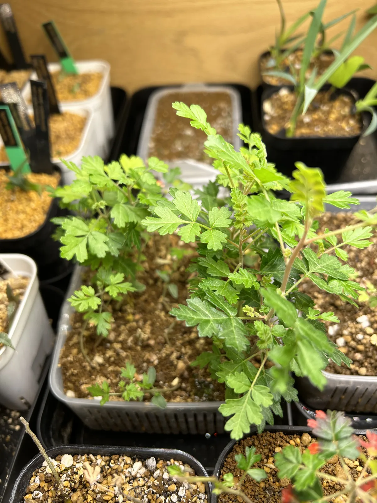 Pachycormus discolor (パキコルムス ディスカラー)