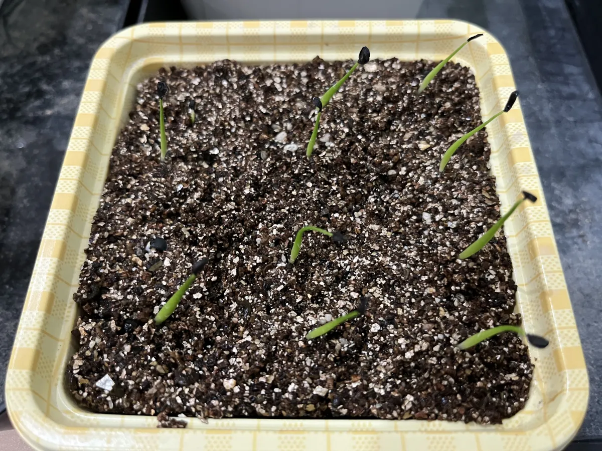 Agave utahensis var. eborispina (アガベ エボリスピナ)