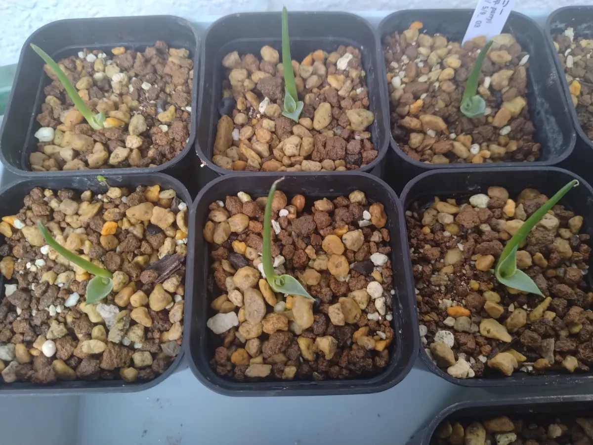 Agave parryi subsp. parryi (アガベ パリー)