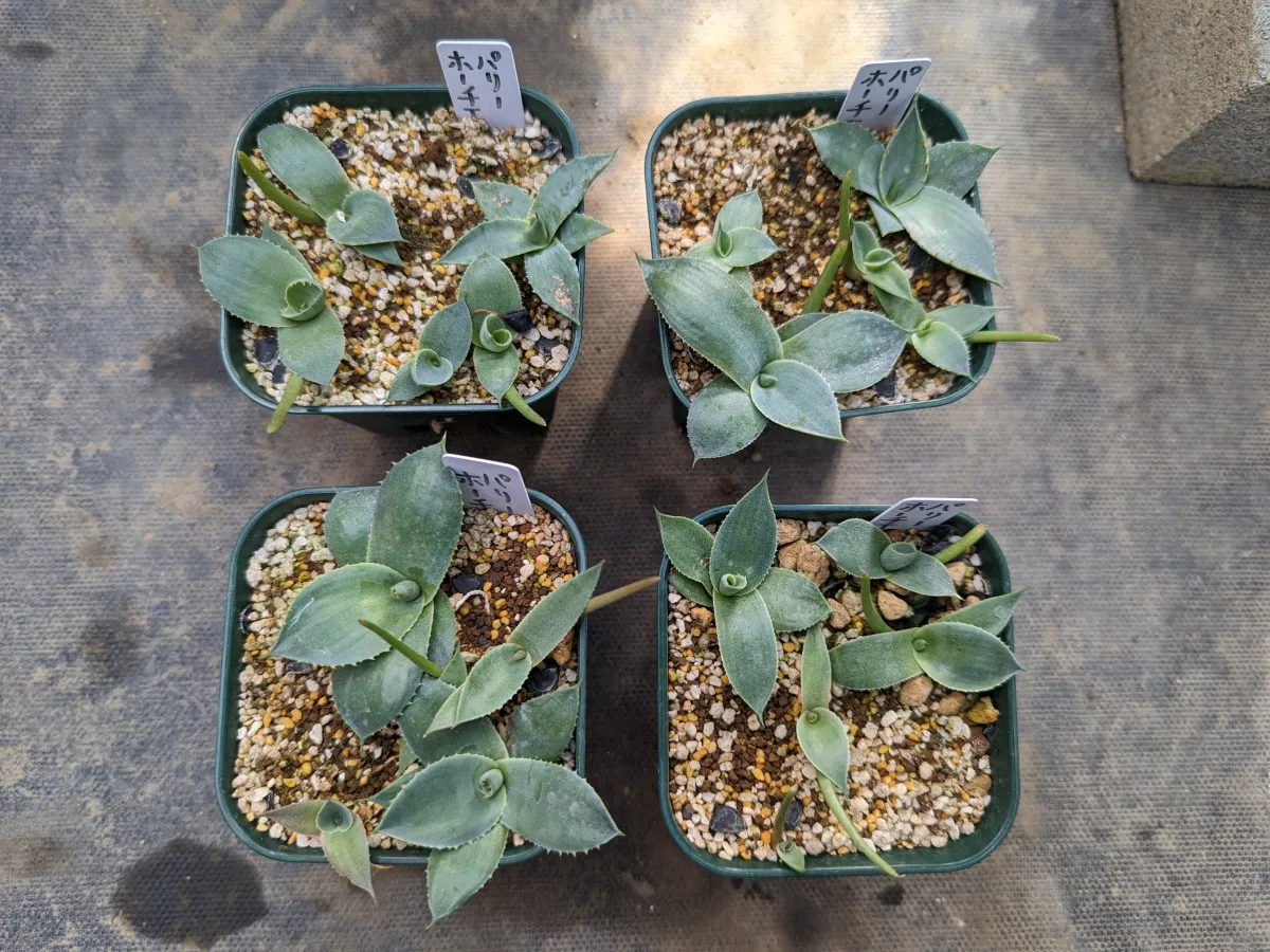 Agave parryi var. huachucensis 'Wakefield' (アガベ パリー ウェイクフィールド)