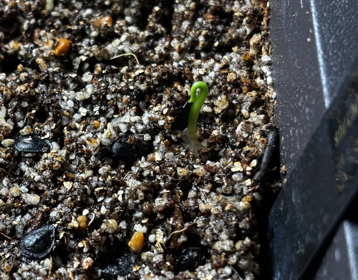 Agave salmiana x Agave mapisaga (アガベ サルミアナxマピサガ)