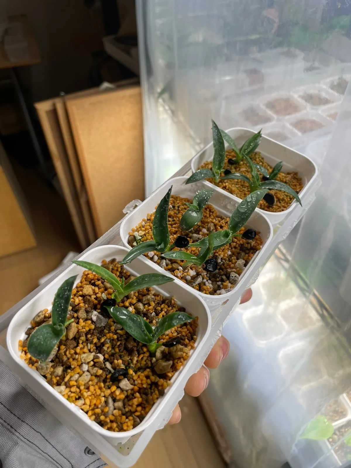 Yucca baccata var. vespertina vespertina (ユッカ バッカタ ベスペルティーナ)