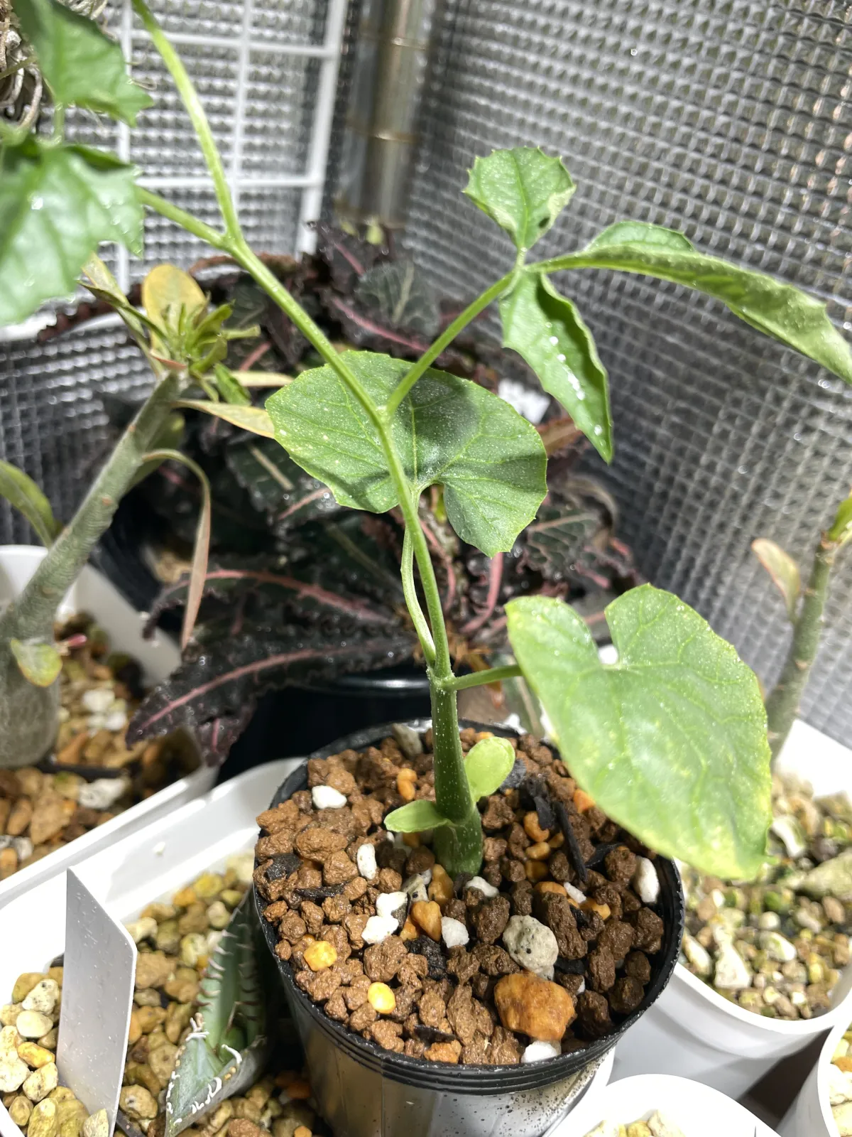 Momordica rostrata (モモルディカ ロストラータ)