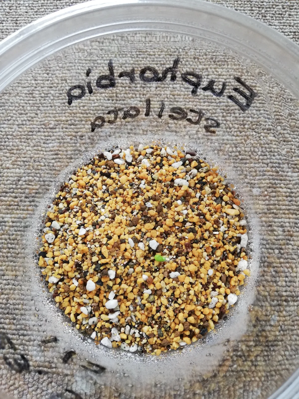 Euphorbia stellata (ユーフォルビア ステラータ 飛竜)