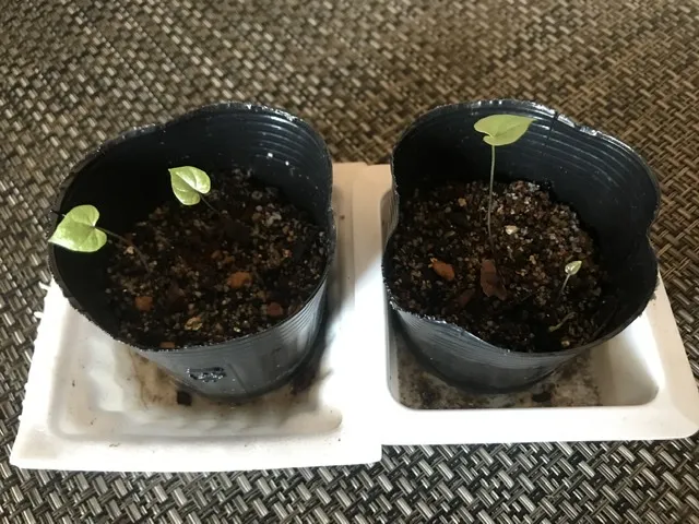 Dioscorea elephantipes (ディオスコレア エレファンティペス アフリカ亀甲竜)