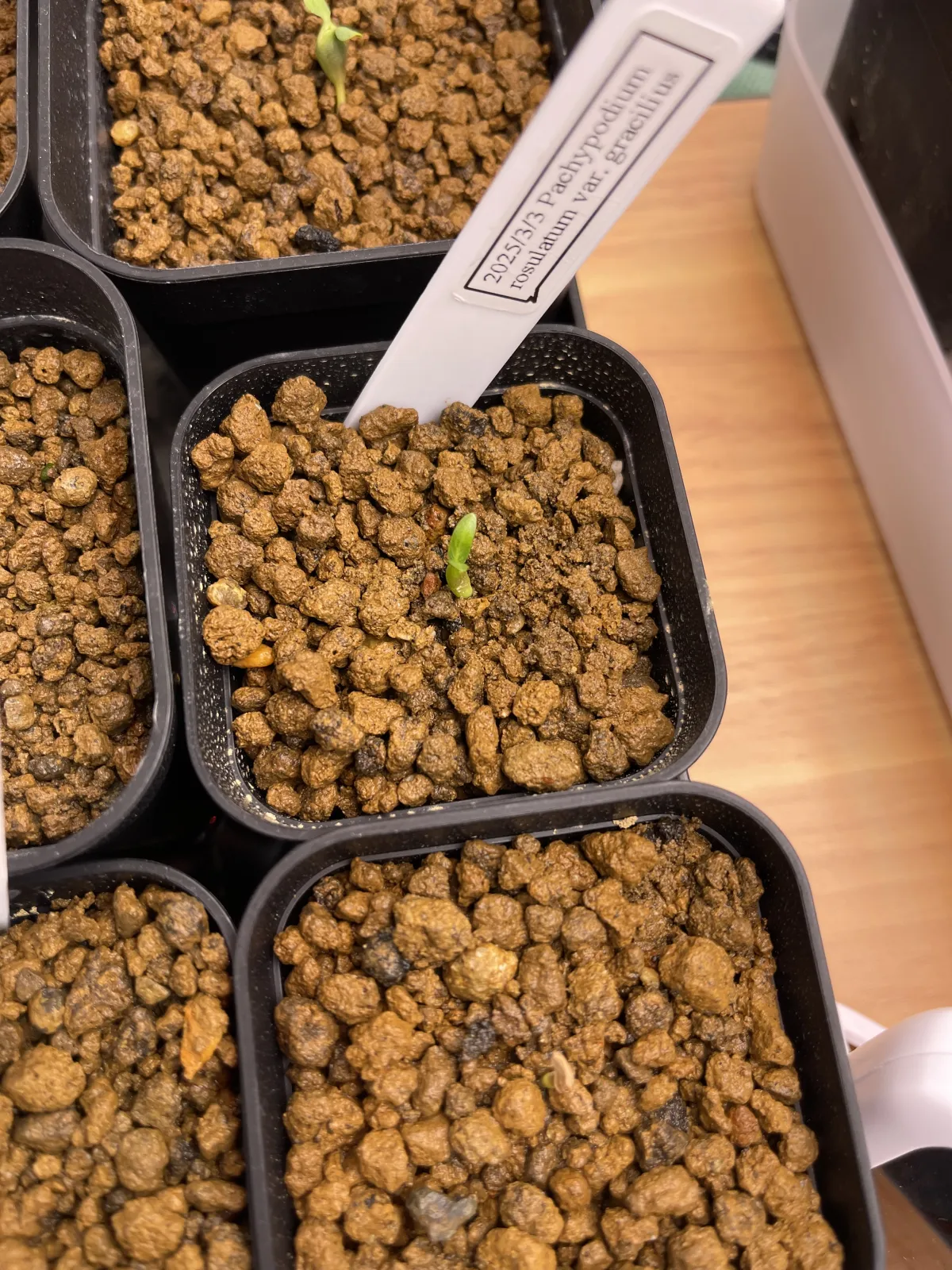 Pachypodium rosulatum var. gracilius (パキポディウム グラキリス)