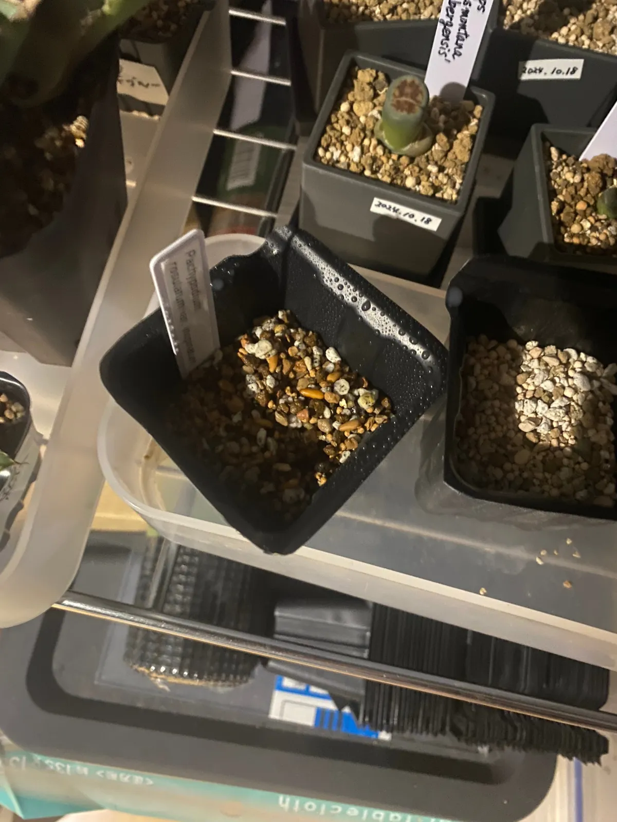 Pachypodium rosulatum var. inopinatum (パキポディウム イノピナツム)