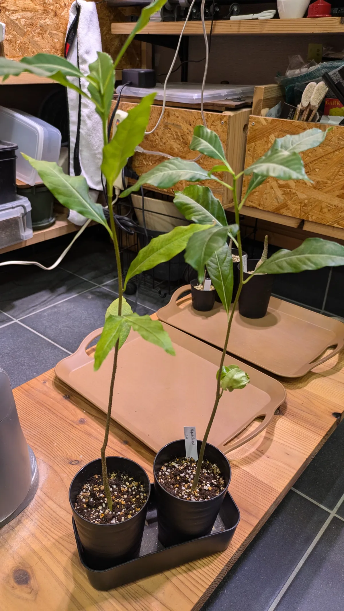 Adansonia za (アダンソニア（バオバブ） ザ)