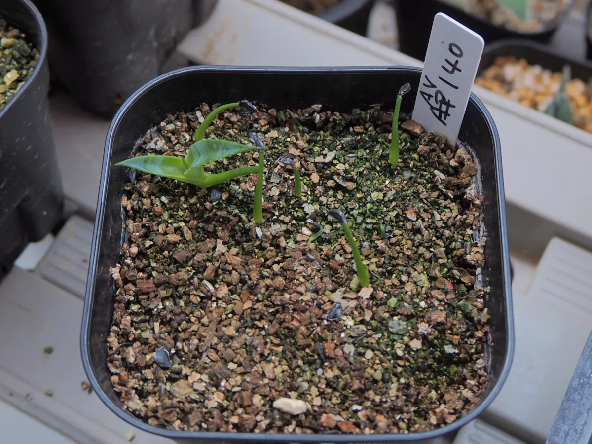 Agave salomonii Magnifica (アガベ マグニフィカ)