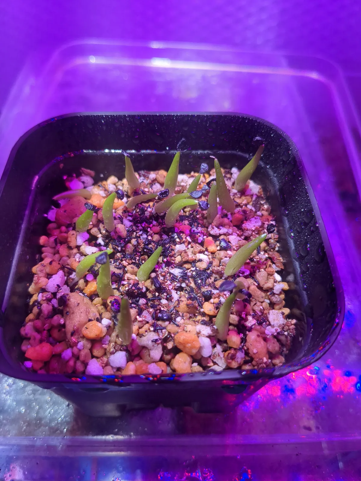 Agave victoriae-reginae ssp. swobodae swobodae (アガベ ビクトリアレジーナ スワボダエ)