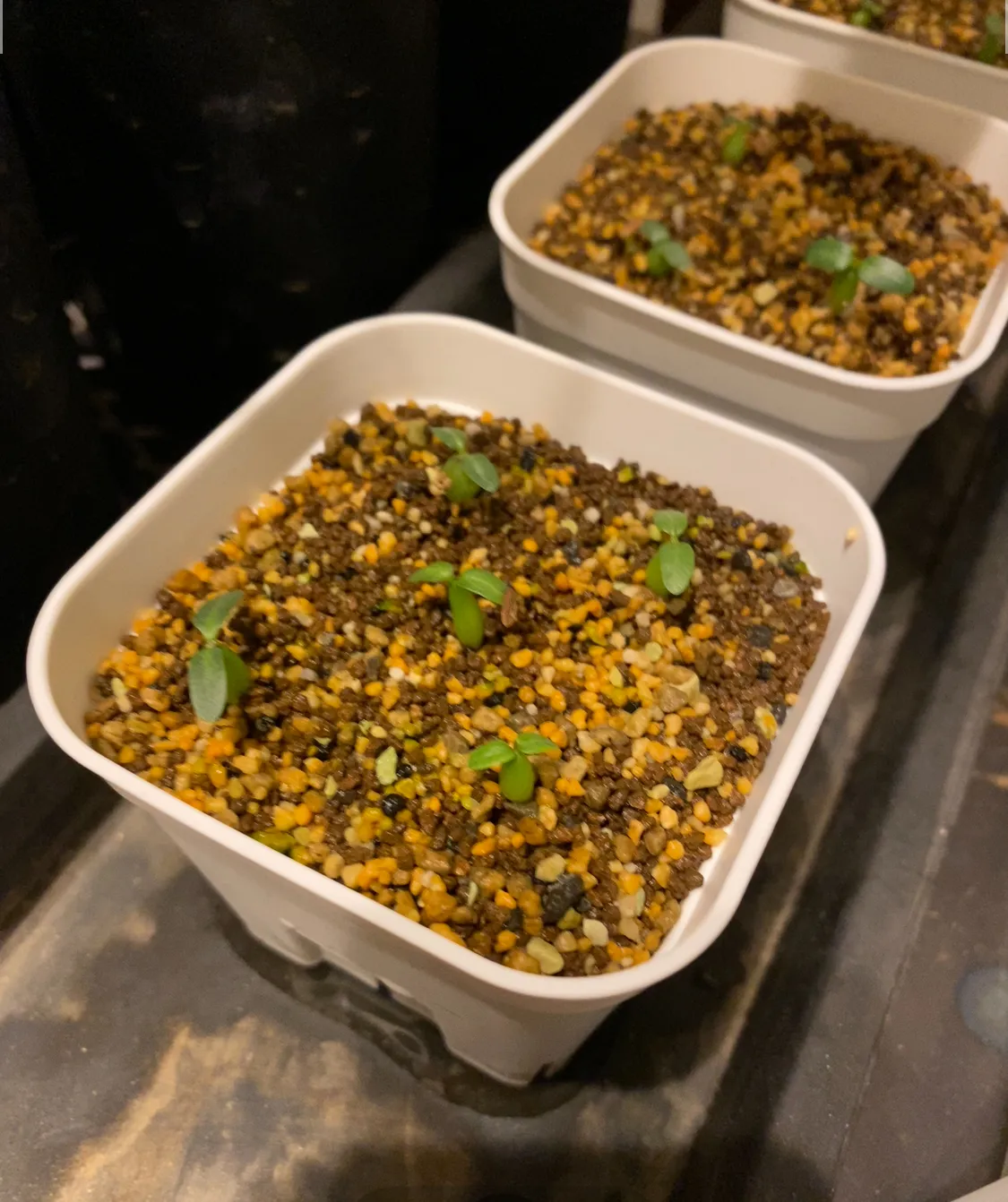 Pachypodium rosulatum subsp. makayense (パキポディウム マカイエンセ)