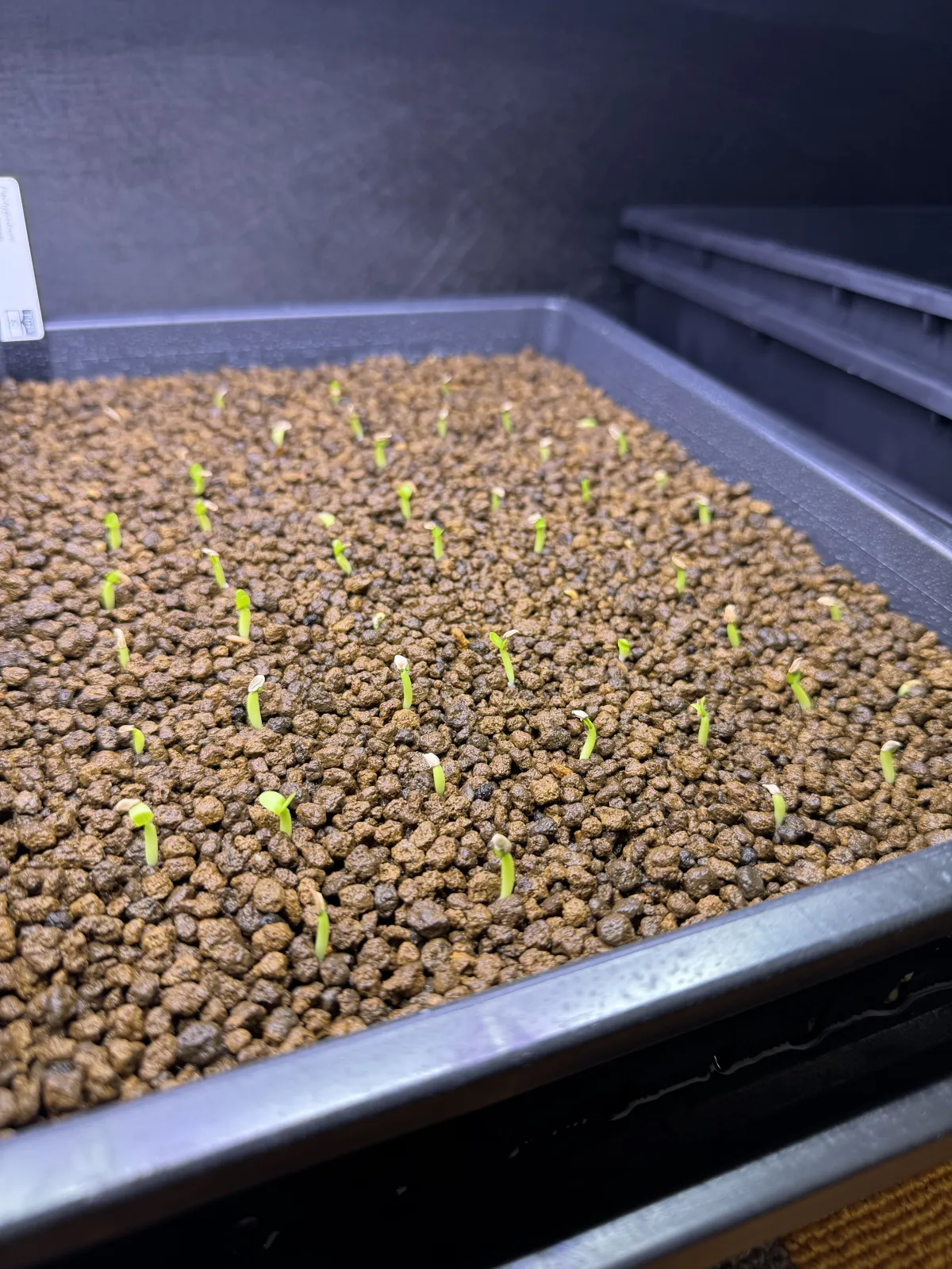 Pachypodium enigmaticum (パキポディウム エニグマチカム)