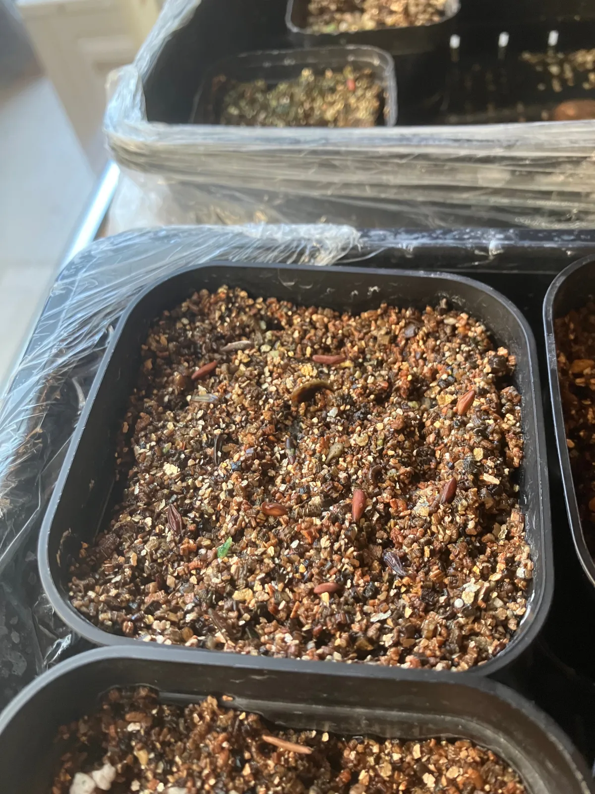 Pachypodium rosulatum subsp. makayense (パキポディウム マカイエンセ)