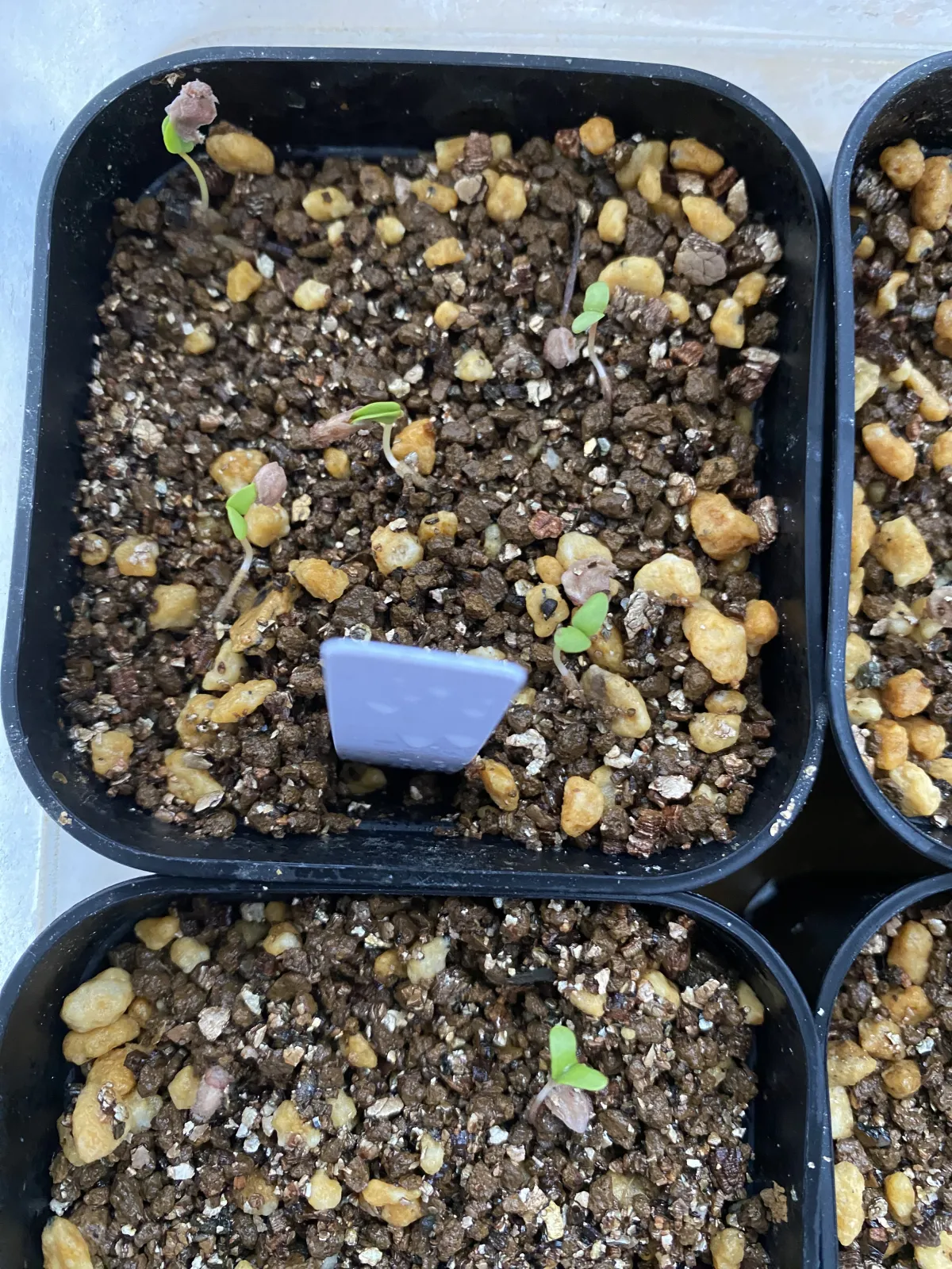 Pachycormus discolor (パキコルムス ディスカラー)