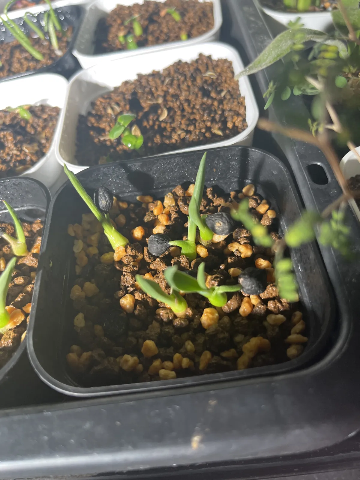 Yucca carnerosana (ユッカ カルネロサーナ)