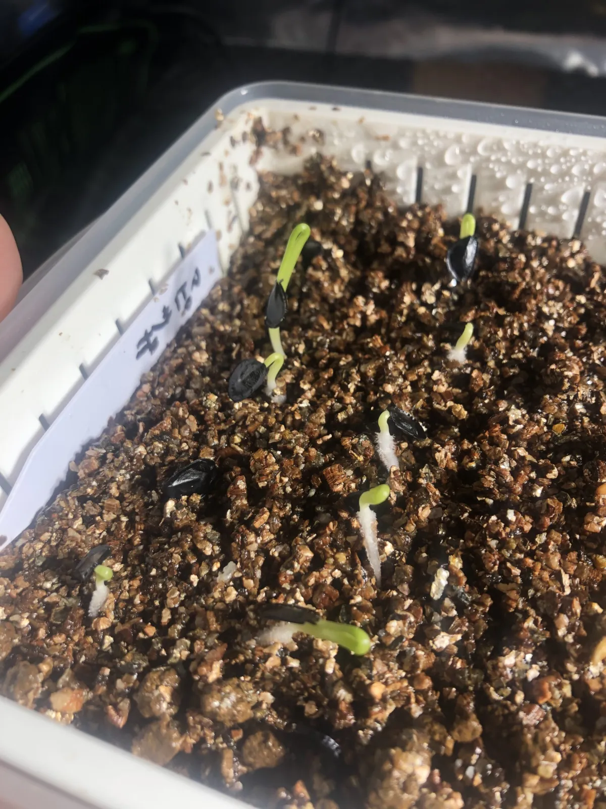 Agave mapisaga (アガベ マピサガ)