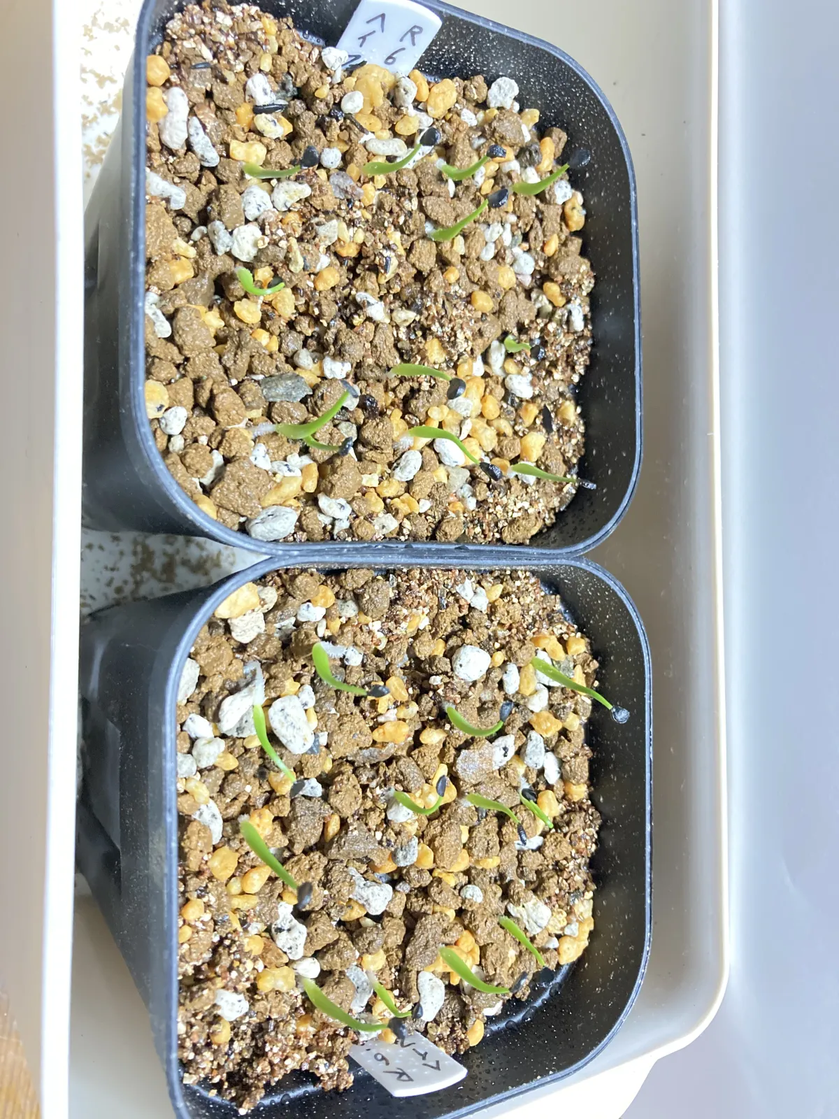 Agave utahensis var. eborispina 'Hayford' (アガベ エボリスピナ ヘイフォード)