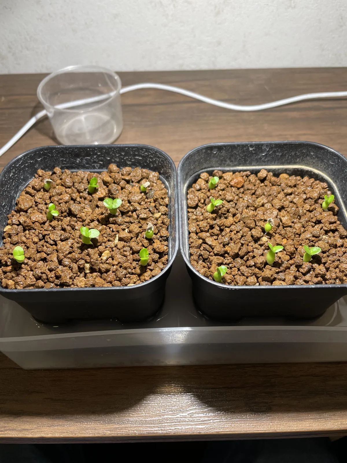 Pachypodium succulentum (パキポディウム サキュレンタム 天馬空)