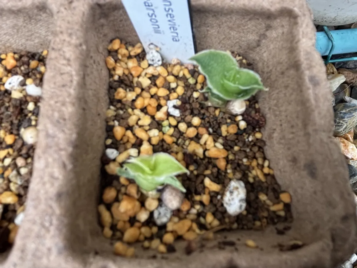 Sansevieria pearsonii (サンセベリア ピアソニー)