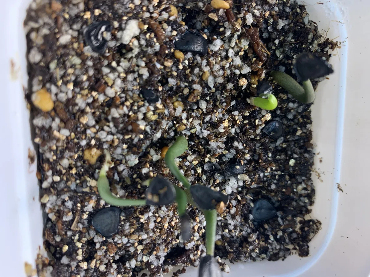 Agave isthmensis (アガベ イシスメンシス)