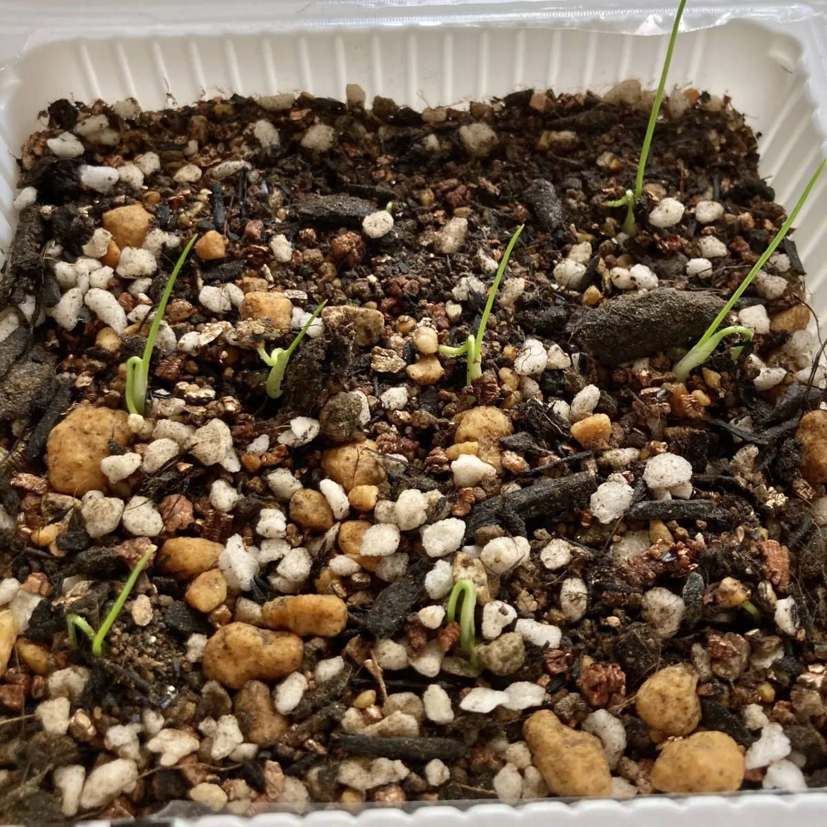 Dasylirion lucidum (ダシリリオン ルキダム)