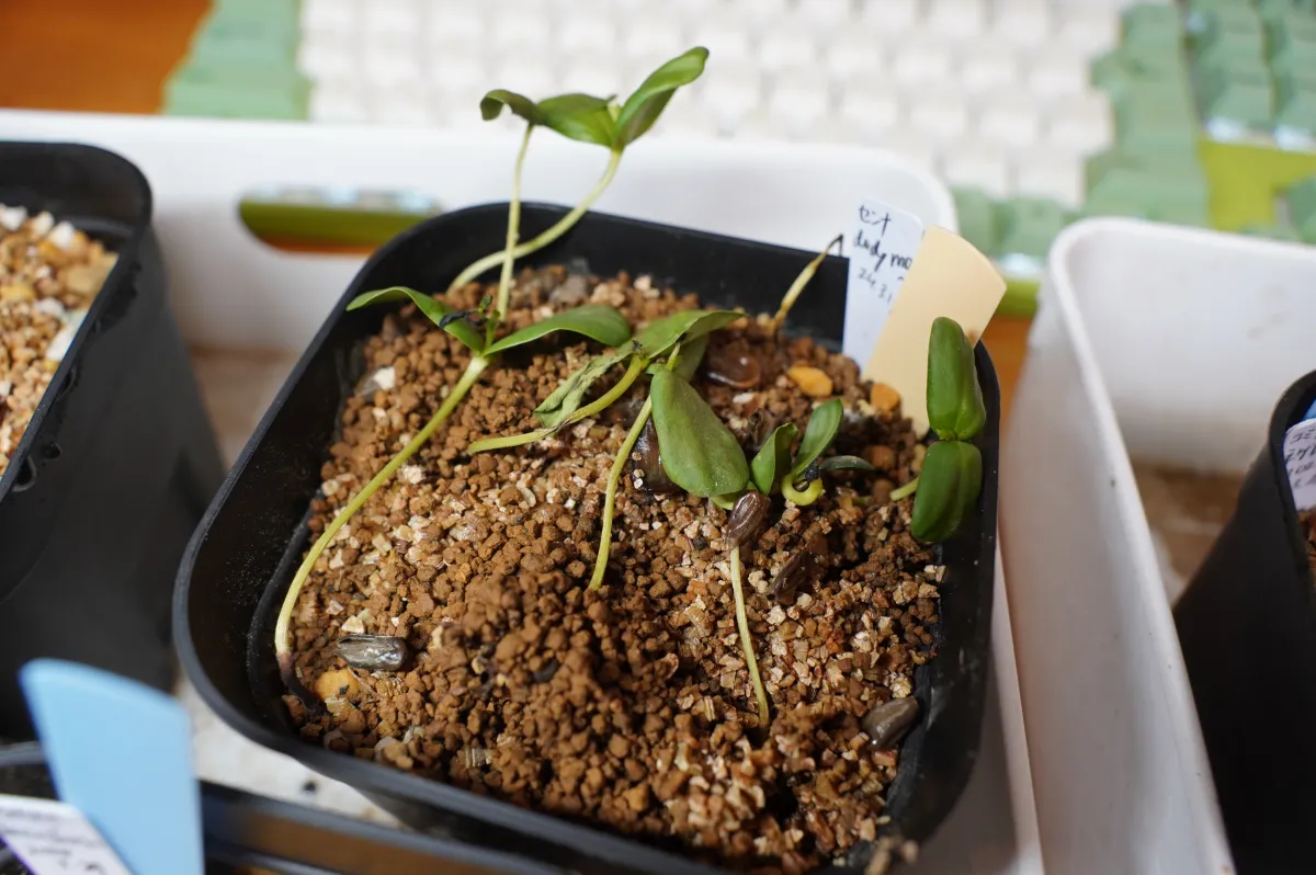 Senna didymobotrya (センナ ディディモボトリア)