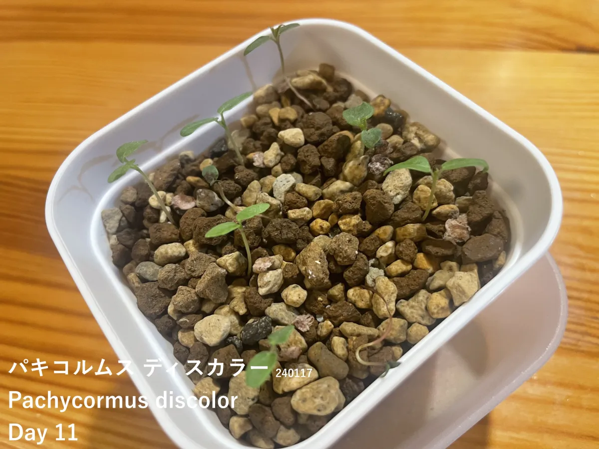 Pachycormus discolor (パキコルムス ディスカラー)