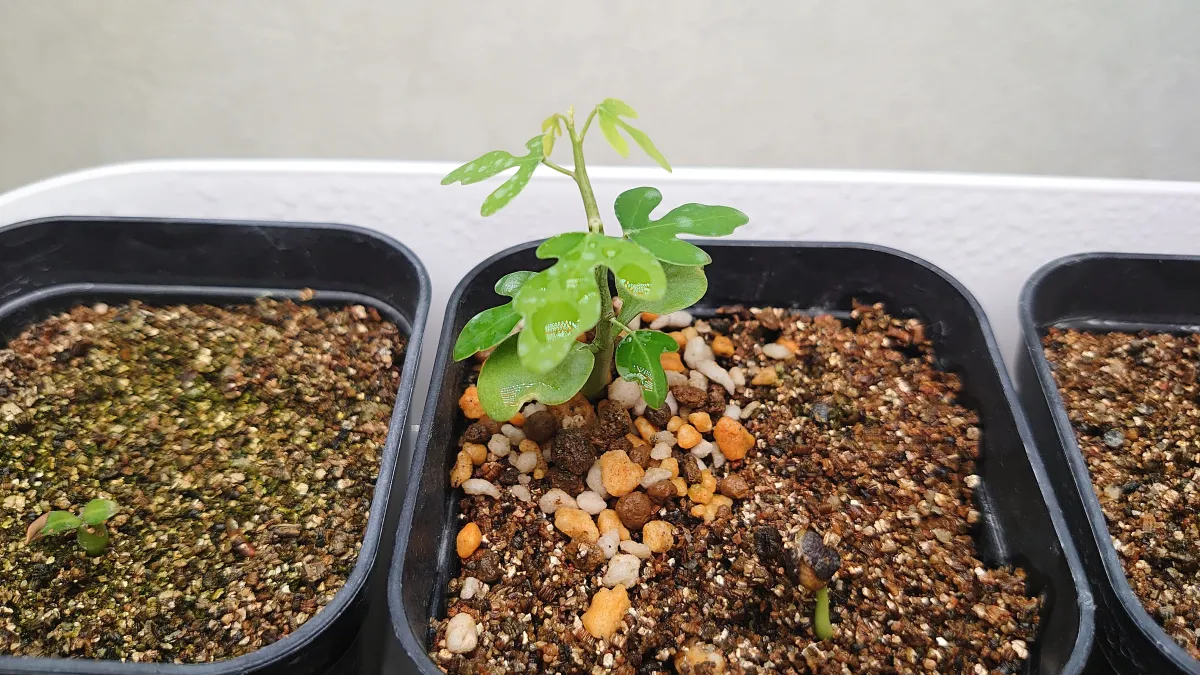 Adenia subsessilifolia (アデニア サブセッシリフォリア)