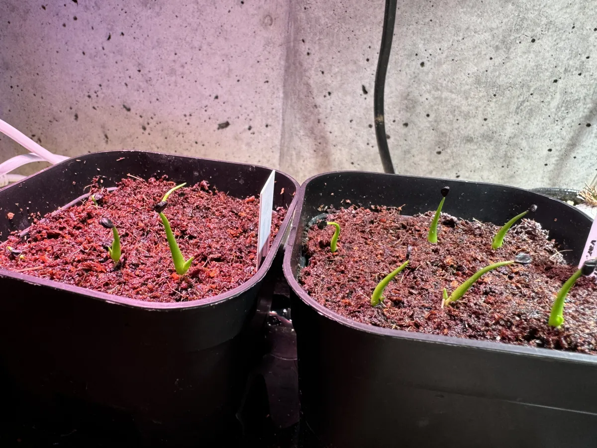 Agave utahensis var. eborispina 'Hayford' (アガベ エボリスピナ ヘイフォード)